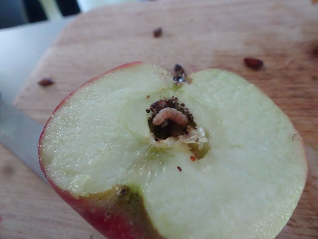 Halber Apfel mit Wurm